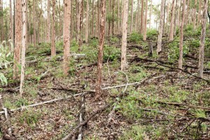 Spotted-gum-Native-Forest