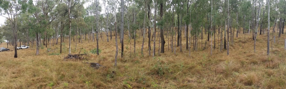 Native-forest-thinning-BEFORE